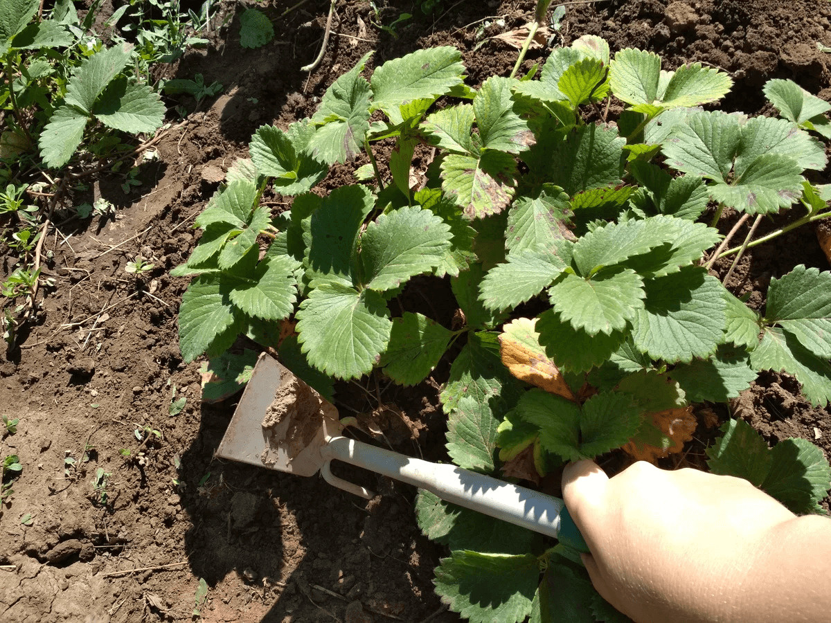 Источник dekorsad56.ru