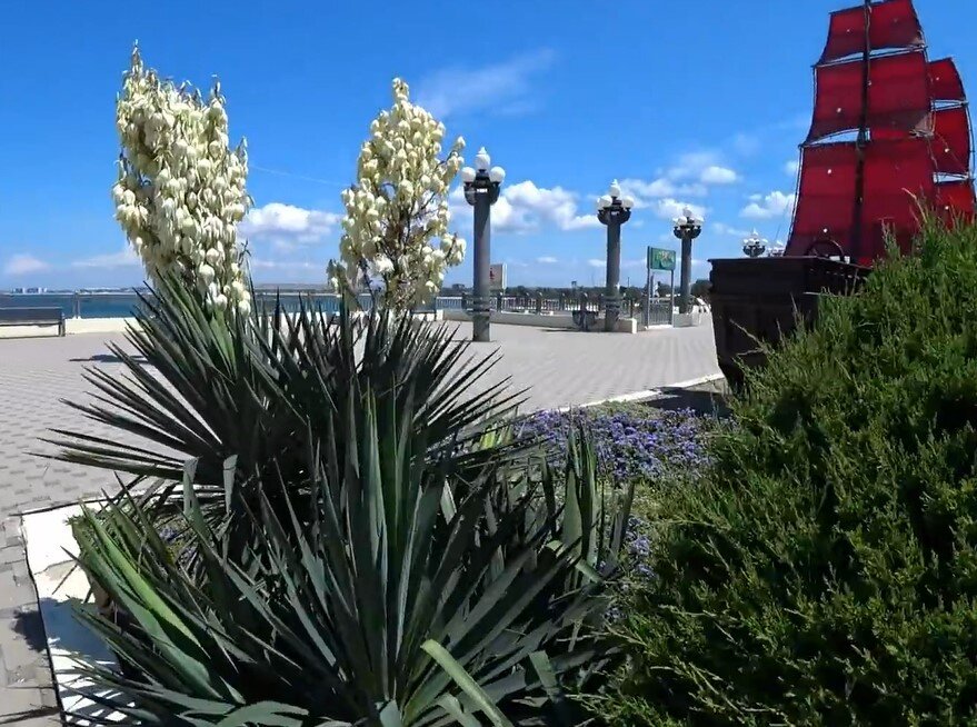 Цветение юкки в июне. Анапа