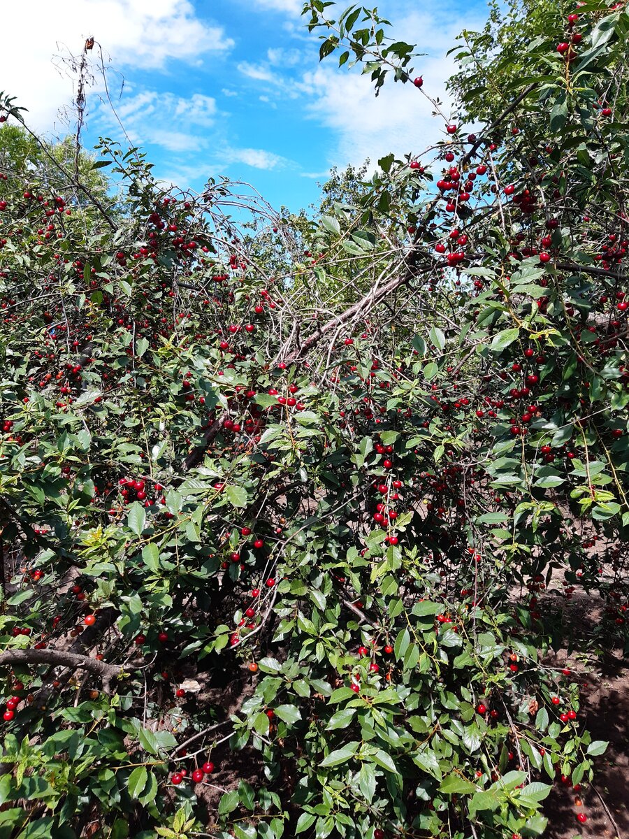 Наша вишня, ее очень много