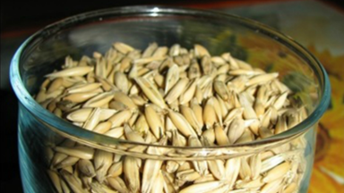 Отвар овса отлично поднимает иммунитет