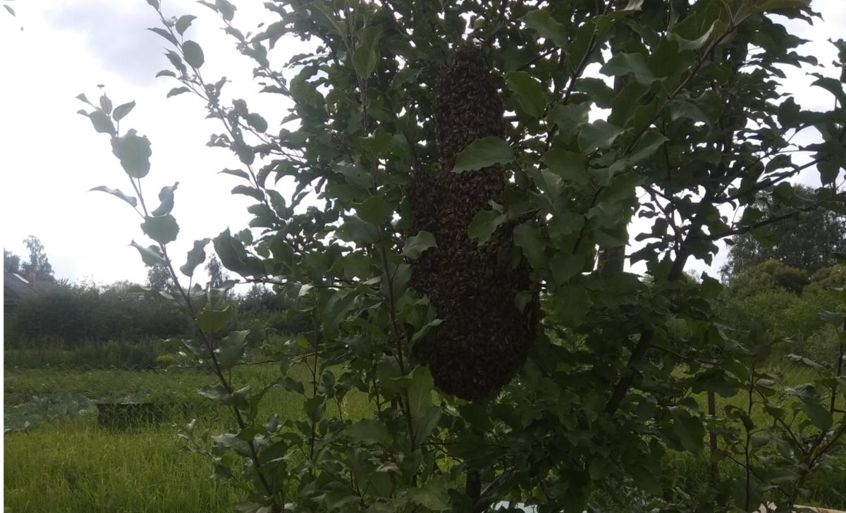 Фото с пчелиным роем в 2019 г.