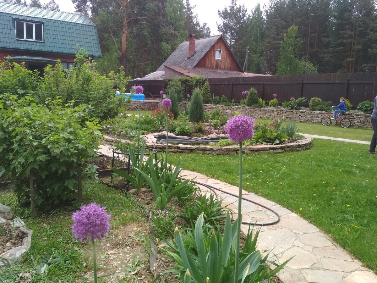 Гигантский лук