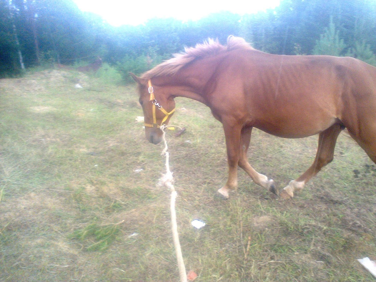 Импровизированная корда