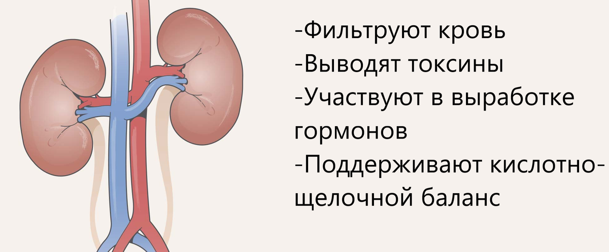 Роль почек в процессе функционирования организма человека