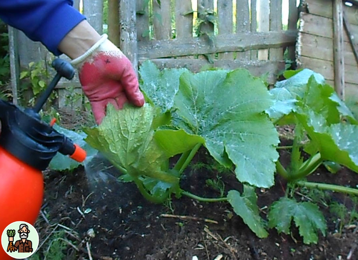 Половинку чайн.ложк. борной кислоты, растворяю в горячей воде, а потом полученный раствор отправляю в ведро с водой.