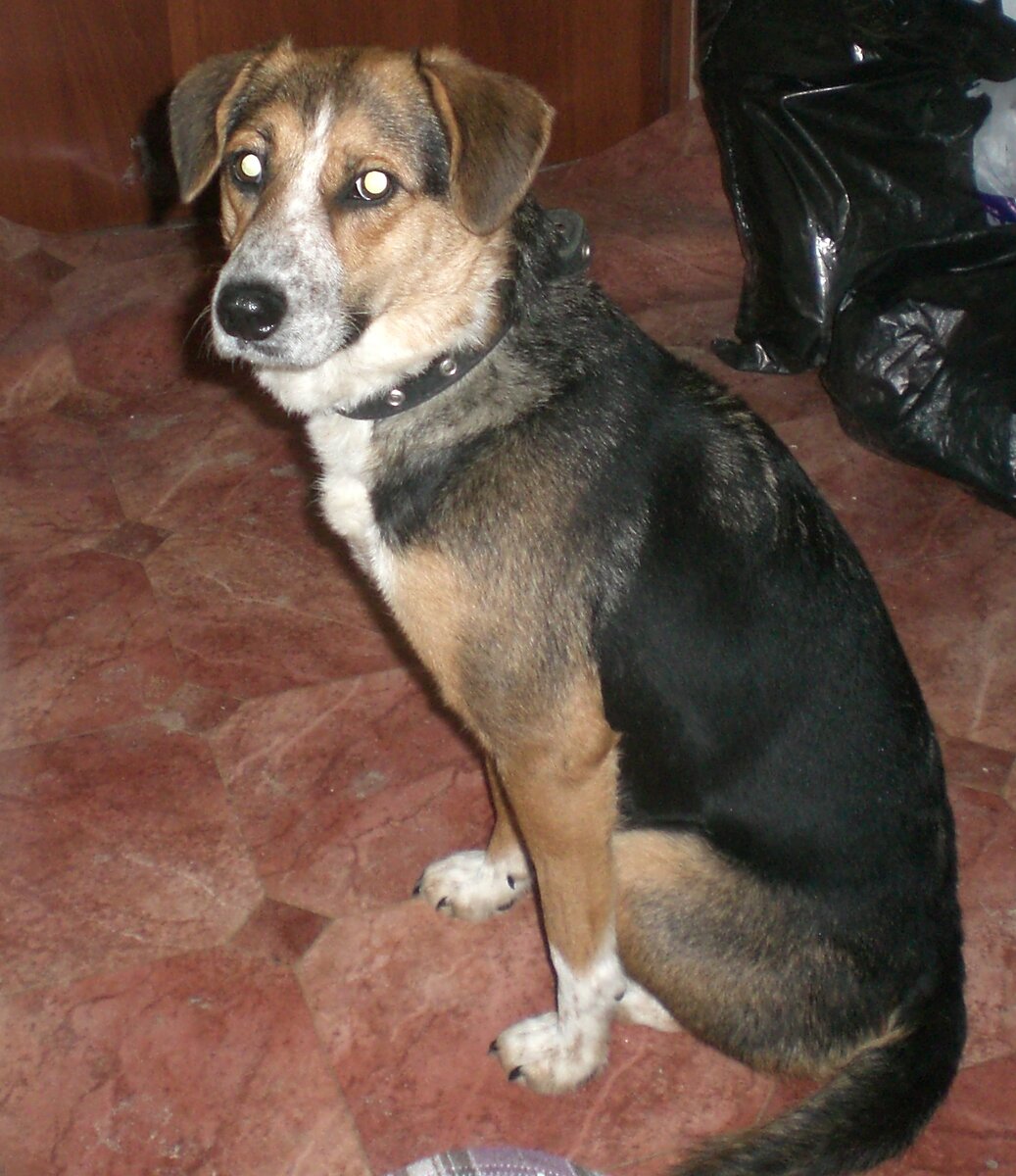 Это  дикая городская собака Даша. Отловлена и живет в приюте. Людям не доверяет.