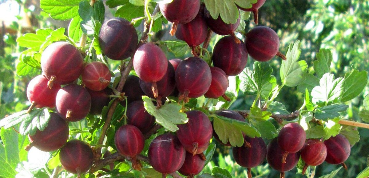 Негус крыжовник. Крыжовник краснославянский. Крыжовник бесшипный янтарный. Крыжовник описание сорта. Крыжовник черносливовый.
