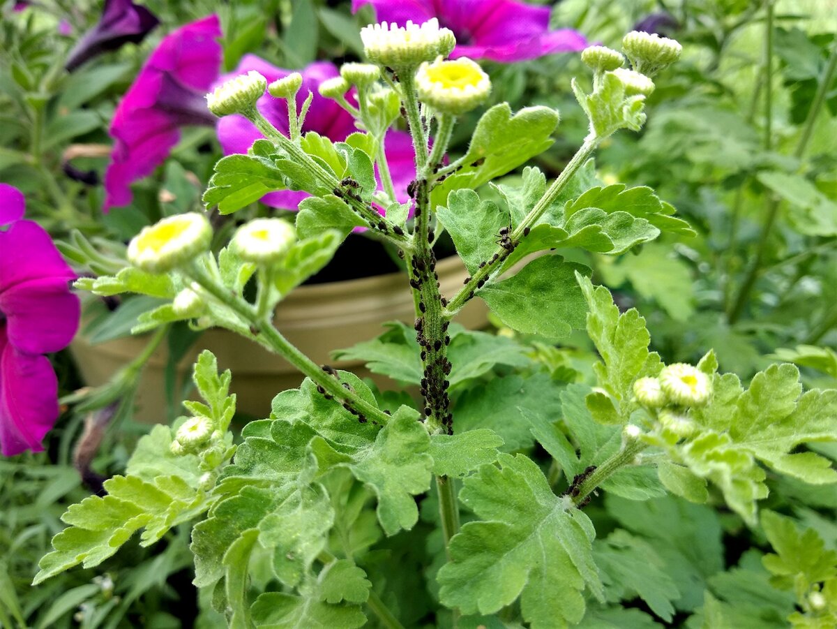 Заметила на ромашках тлю.