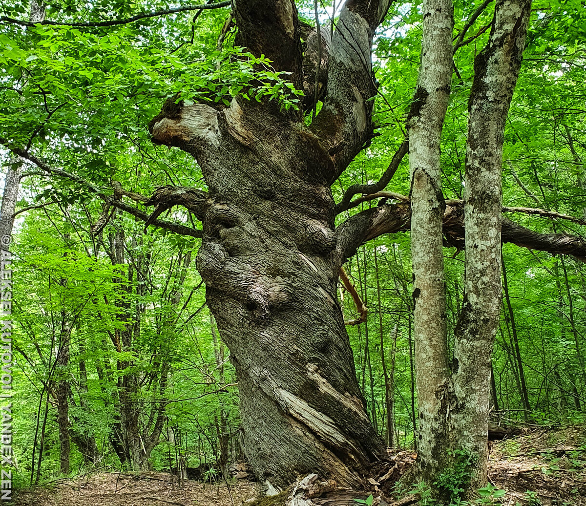 Крым дерево ствол