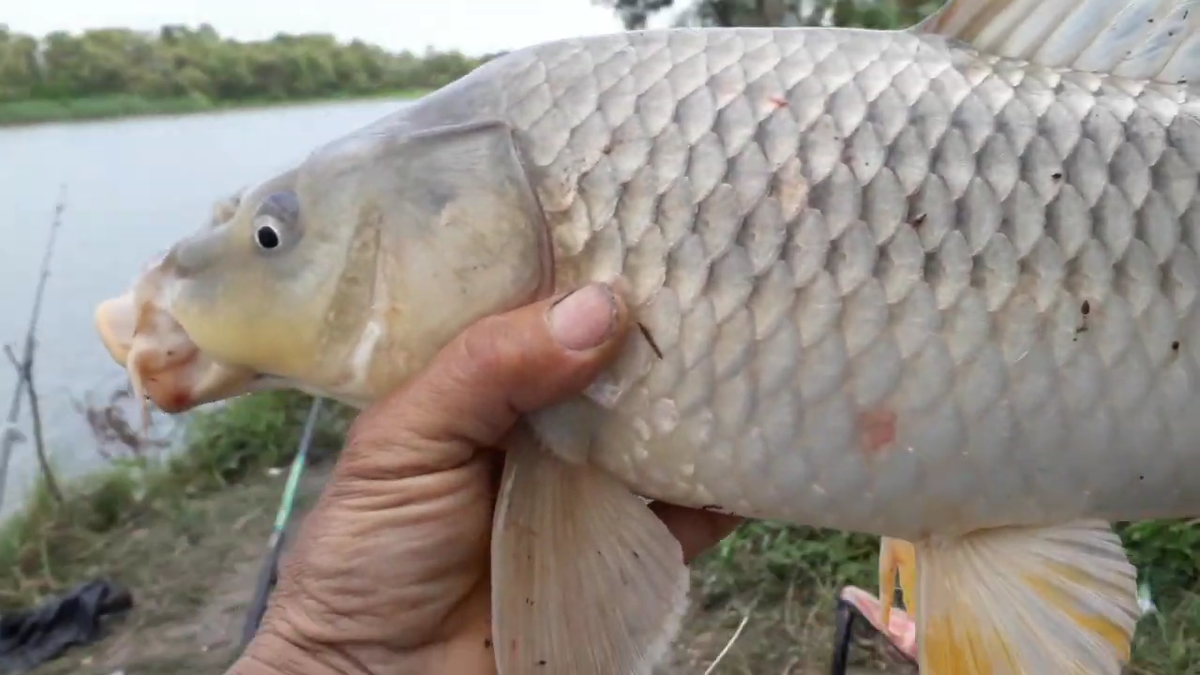 Ловля сазана Fish