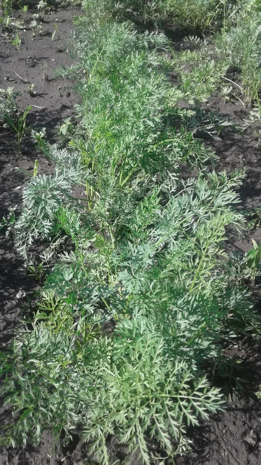 моя морковка