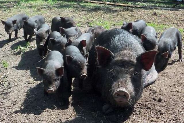 Чем и как кормить вьетнамских свиней разных возрастных групп?