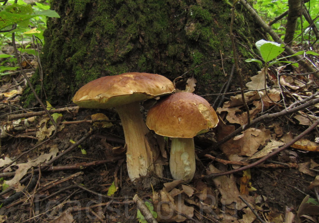 Вот за ними я и лез через еловый бурелом. Червивые, конечно, вдрызг (фото И.Лебединского)