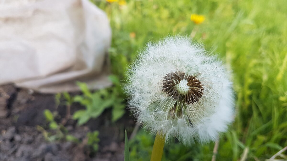 Чуть-чуть сдул пушок