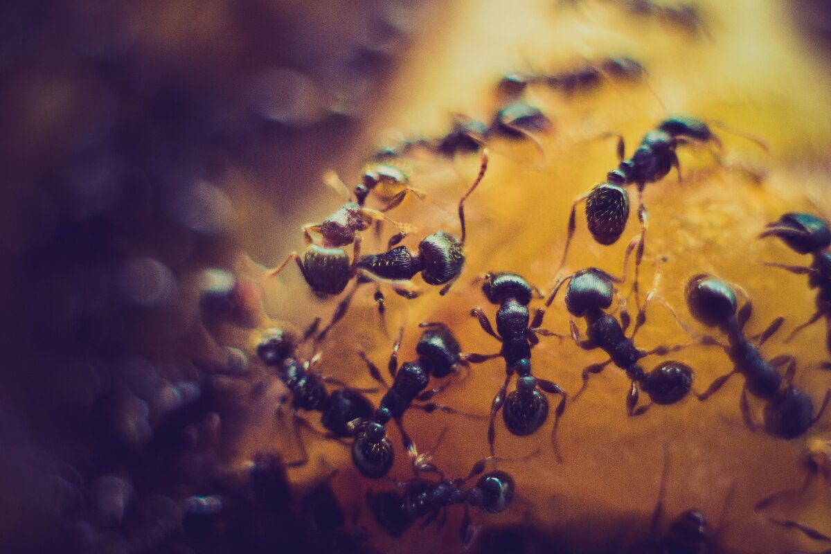 Летающие муравьи не опасны, не переносят болезни и не кусаются. Однако, их присутствие в доме многим доставляет неудобства. Вот эффективные способы борьбы с летающими муравьями.