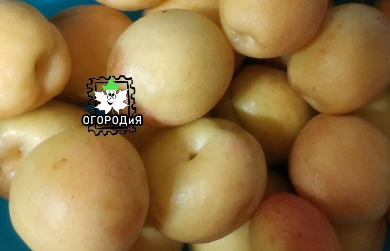 Абрикосы среднего размера, приятного вкуса