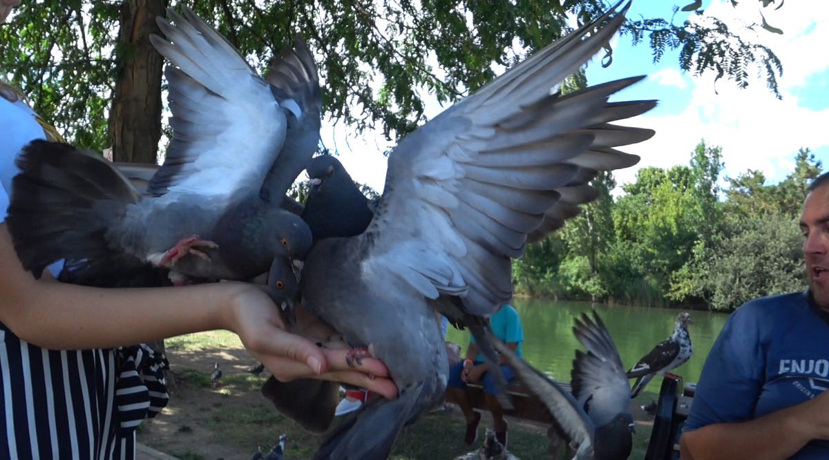 Кормим голубей с рук