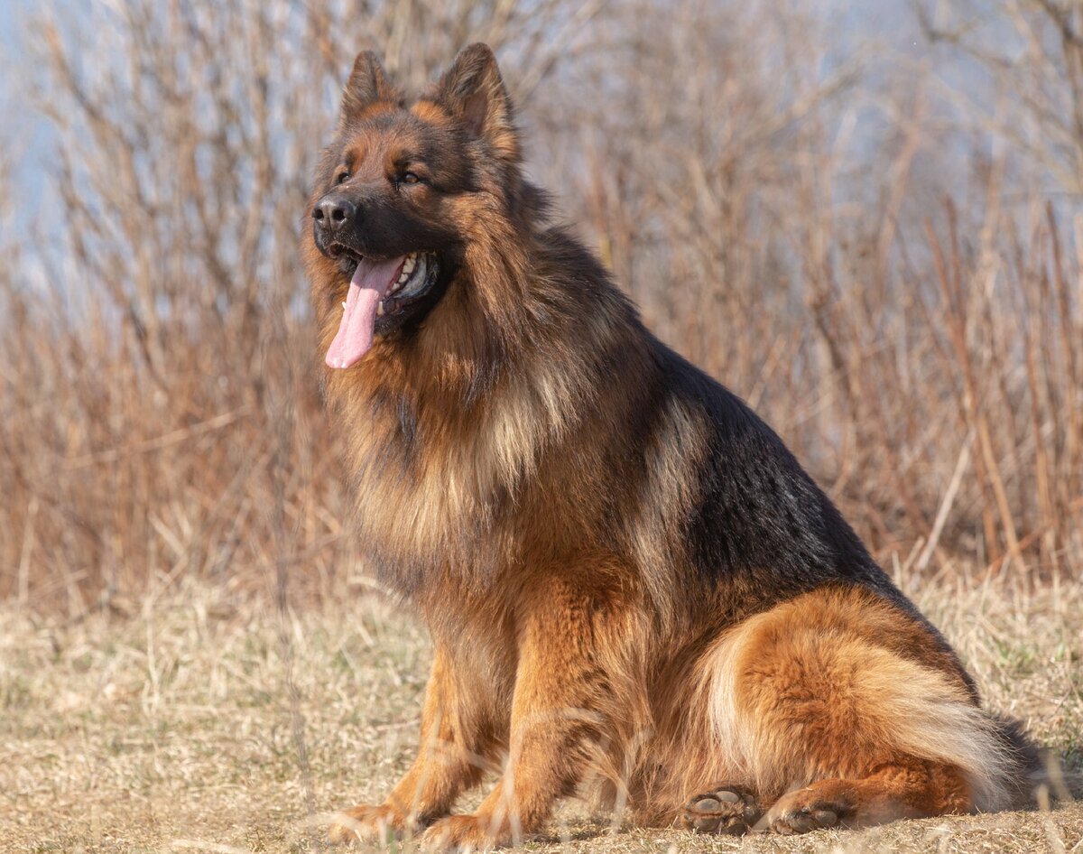 Фото любезно предоставлено питомником Alex Hoff