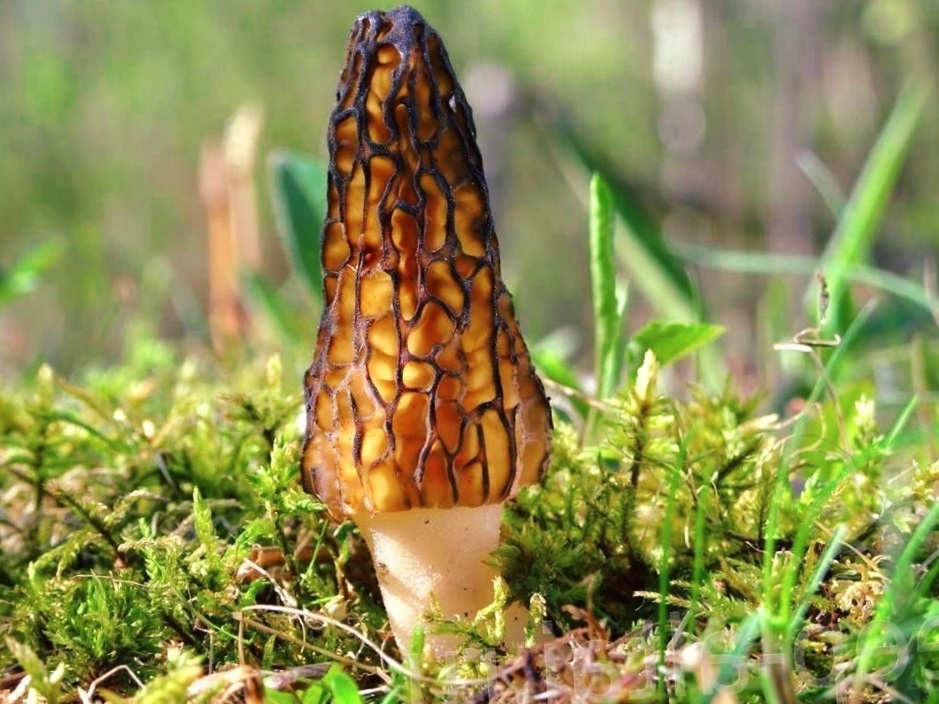 Сморчок конический.