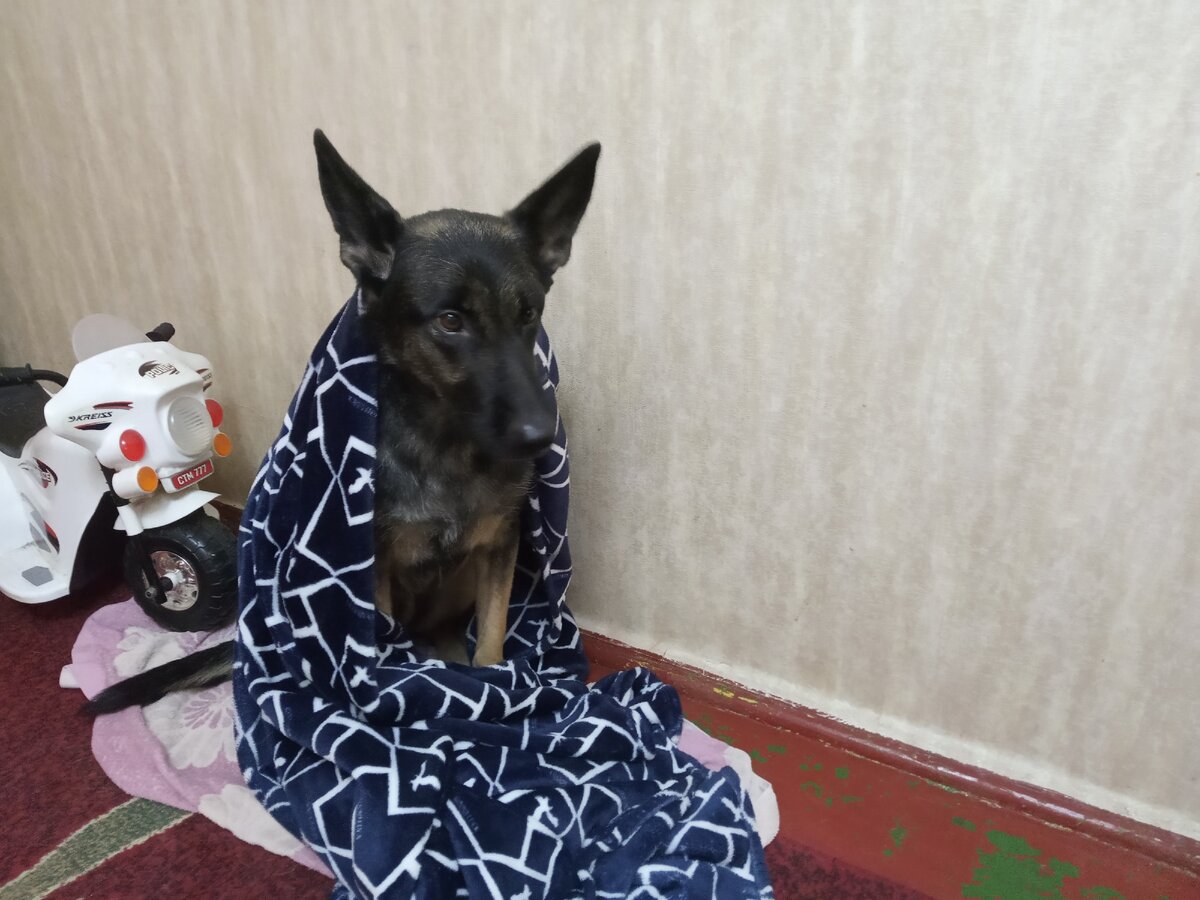 Сынуля словил овчарку)))