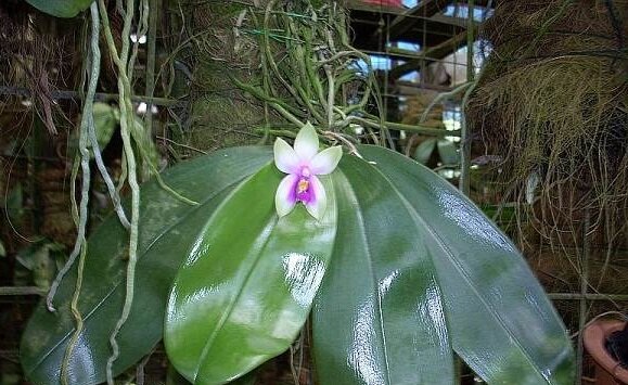 Фаленопсисы в природе