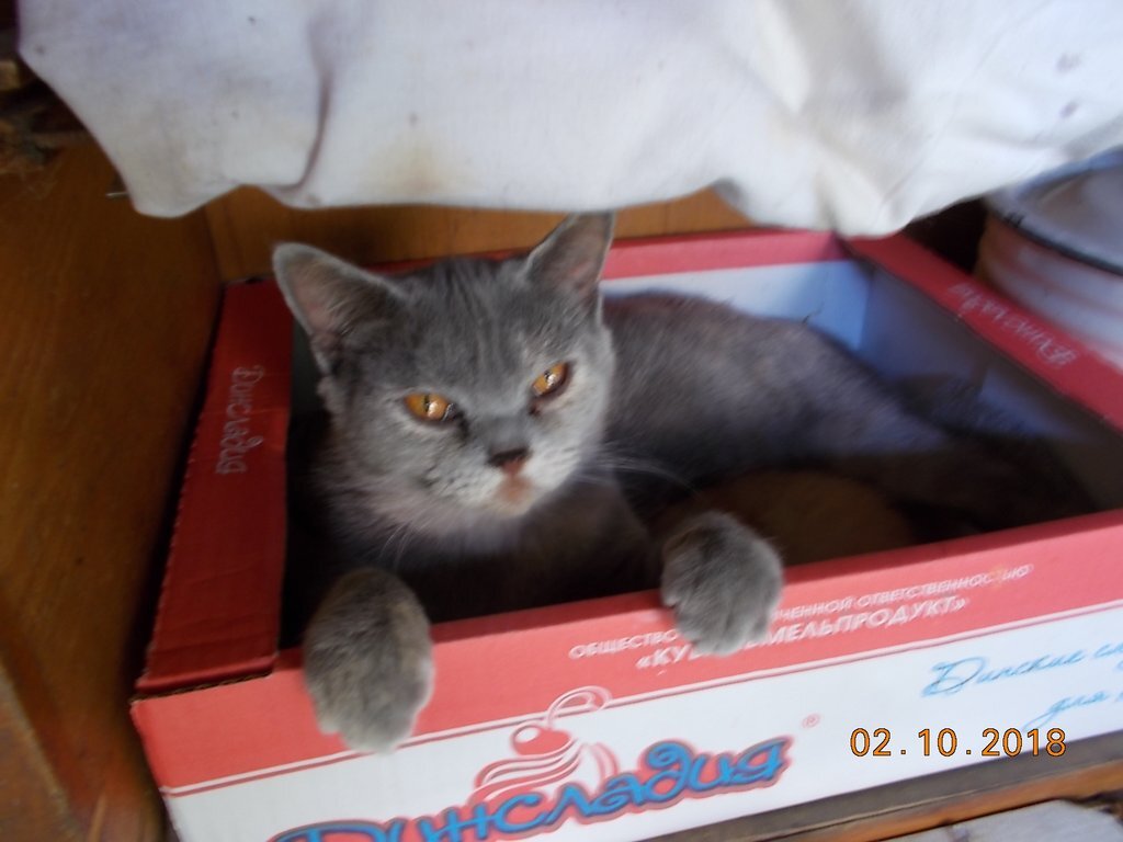 Кошка Шпулька и котенок Кроха