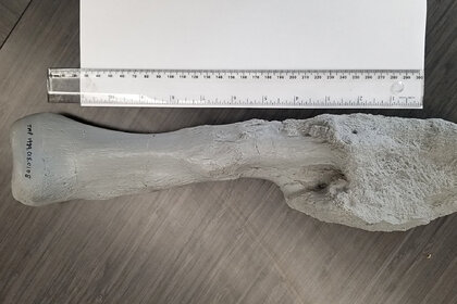 Фото: Mark Crowther 