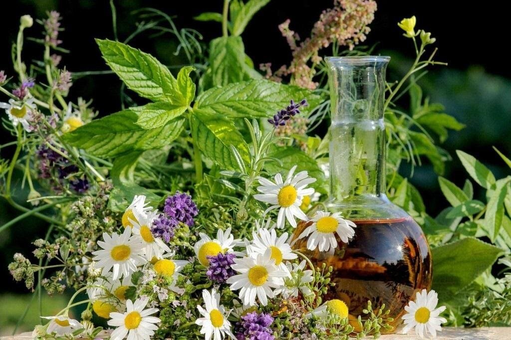 Травы всегда присутствуют в нашей жизни