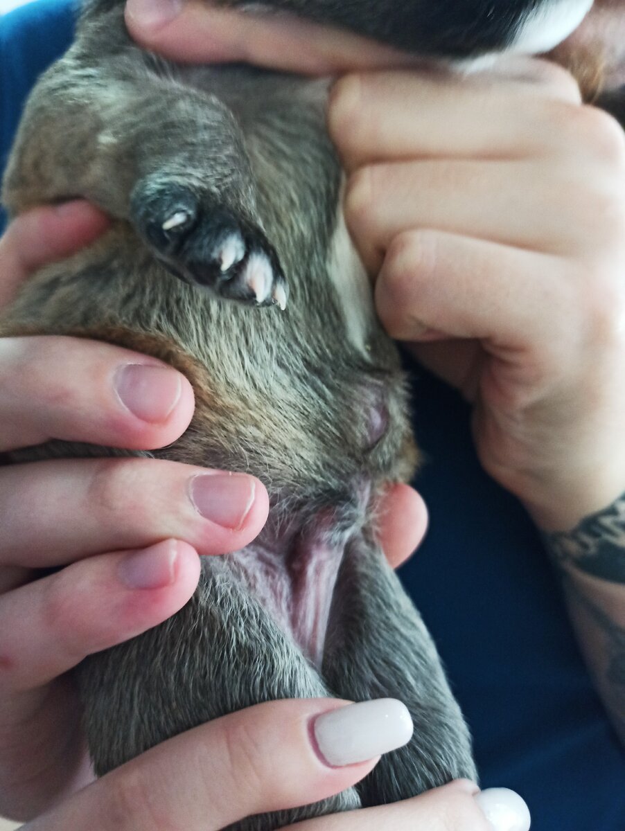 Пупочная грыжа у щенка на 9 день после его рождения. Фото автора.