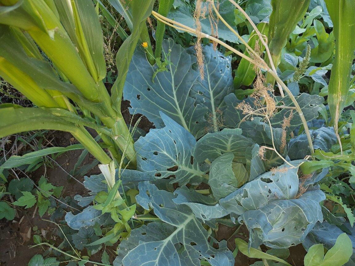 Вот капуста рядом с кукурузой. Все семена из одной пачки, посажены одним днем.