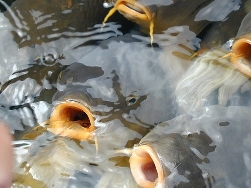 Рыболовный отчет: мой самый большой карп