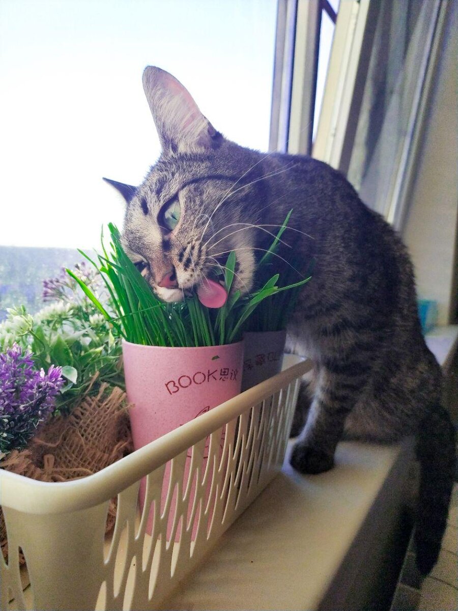 Муркиза наслаждается свежей травой