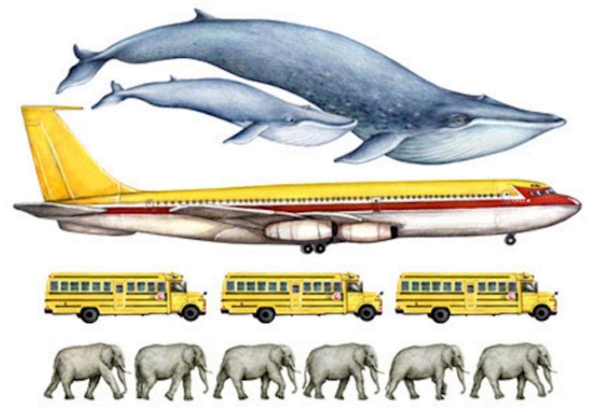 Самый большой кит размеры и вес. Голубой кит Размеры. Синий кит Размеры в сравнении. Синий кит в сравнении с человеком. Голубой кит сравнение размеров.