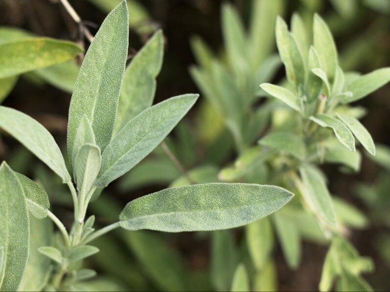 Шалфей лекарственный. Фото: thepalebluedotshop.com