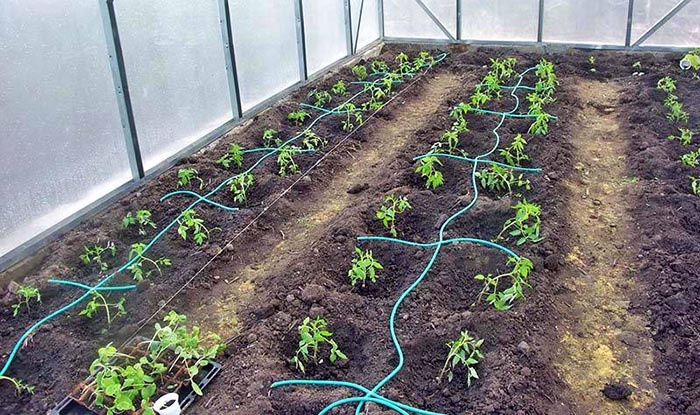 Идеальный вариант поливки растений на участке - капельный полив. Источник фото: proogorodik.ru