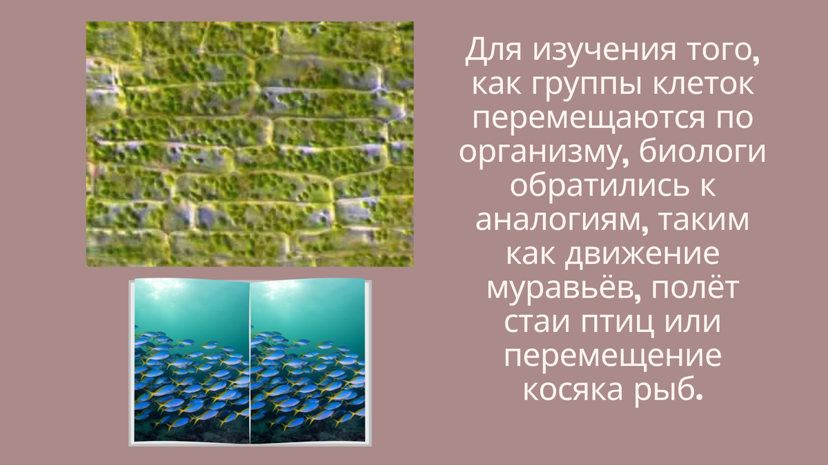 Исследование социального поведения клеток