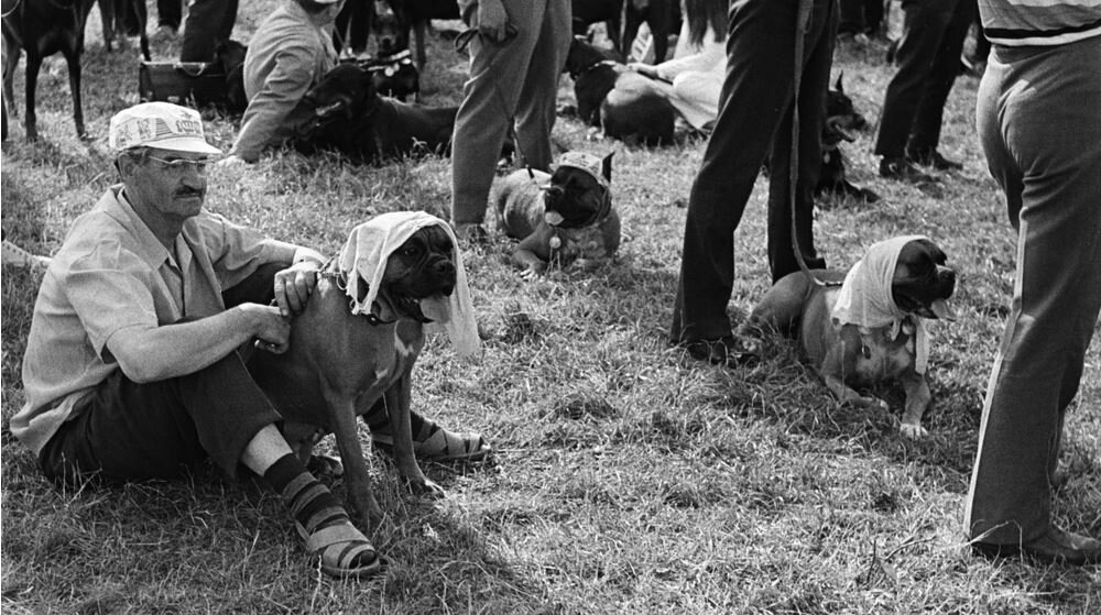 СССР, 1970. Выставка собак. Источник: www.culture.ru