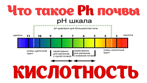 Шкала рН почв, источник рисунка: i.ytimg.com