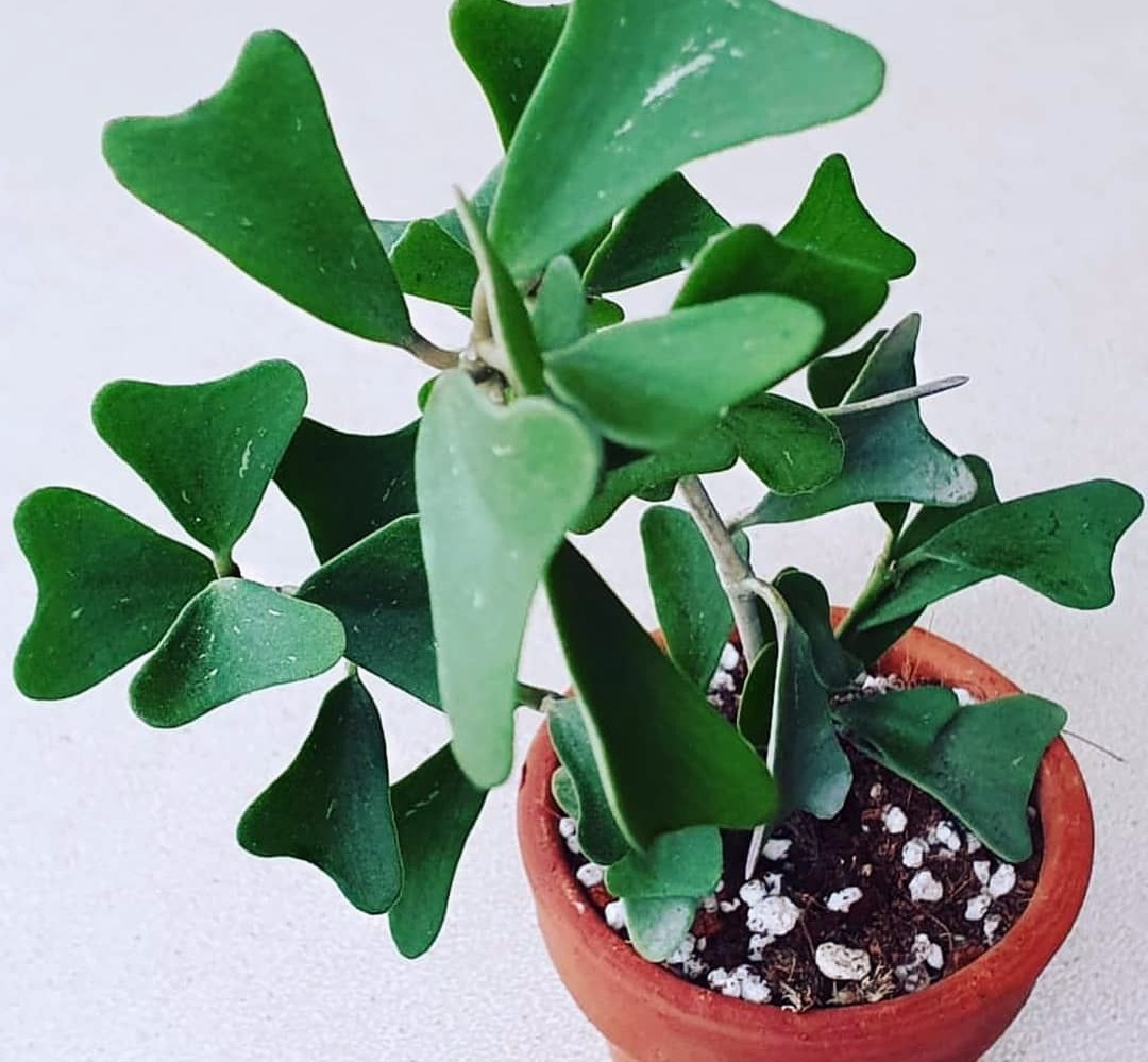 Черенок хойи манипуренсис