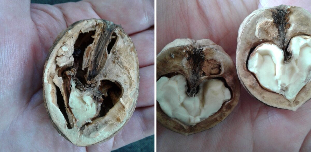 Орех может быть маленький, но полной и наоборот