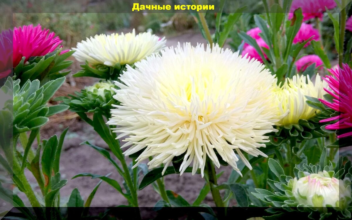 «Мы объездили всю Беларусь, но цветок папоротника не нашли». Учёный отвечает на вопросы о растениях