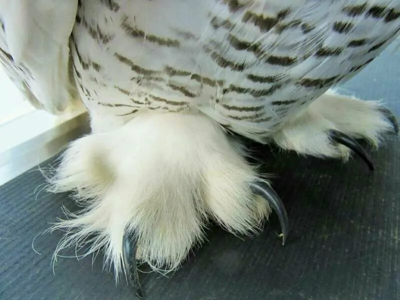 Чтобы не околеть на Северном полюсе, белая сова утепляет свои лапки дополнительным пухом. 