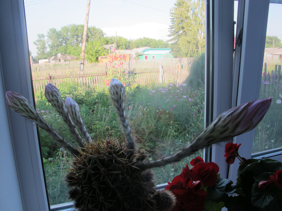 Деревенский пейзаж за окном