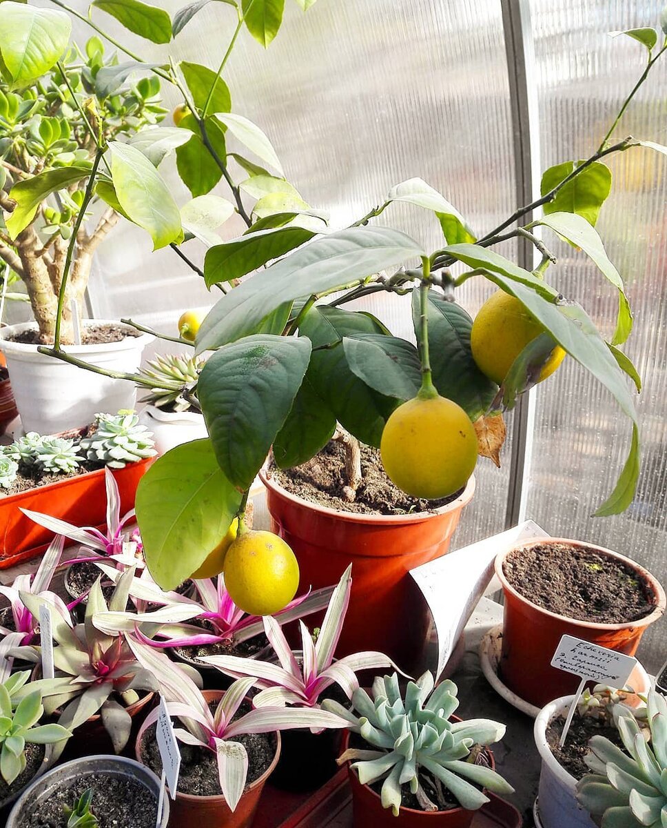 Моя теплица в теплые дни