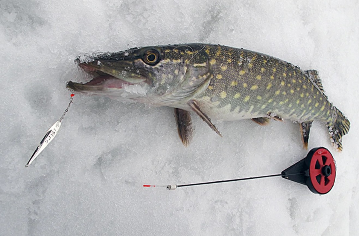 Ловля щуки на блесну.