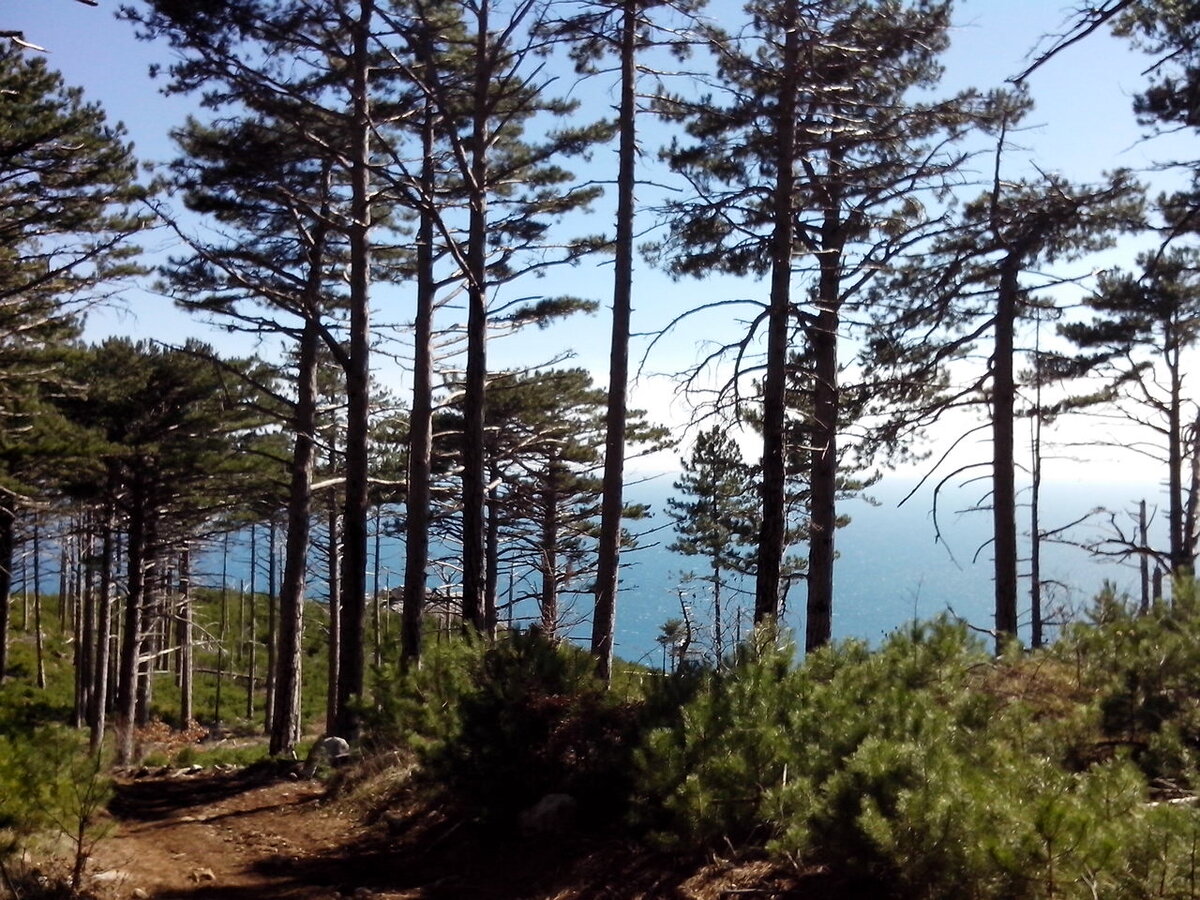 Сосны у предгорий Алупки