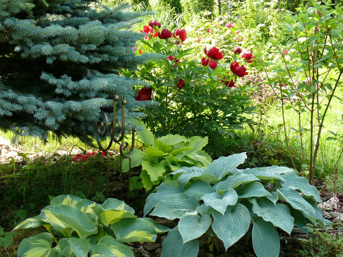 Металлические улитки в саду. Фотография Варвары Астаховой