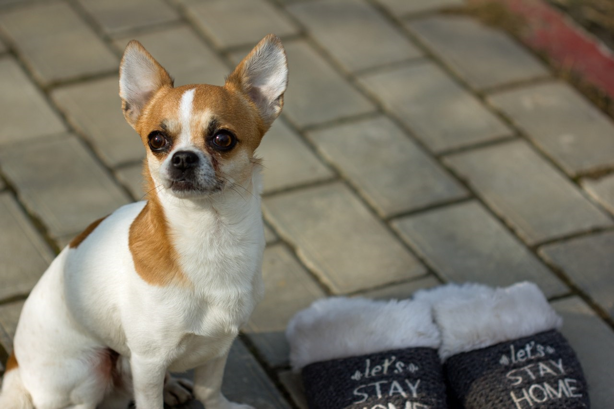 наш Джастин