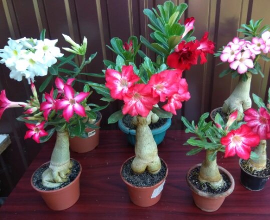 Источник фото: fedsp.com