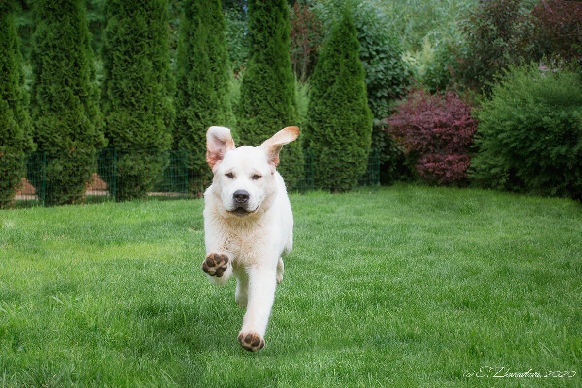 Лабрадор - самая популярная порода собак в мире!
